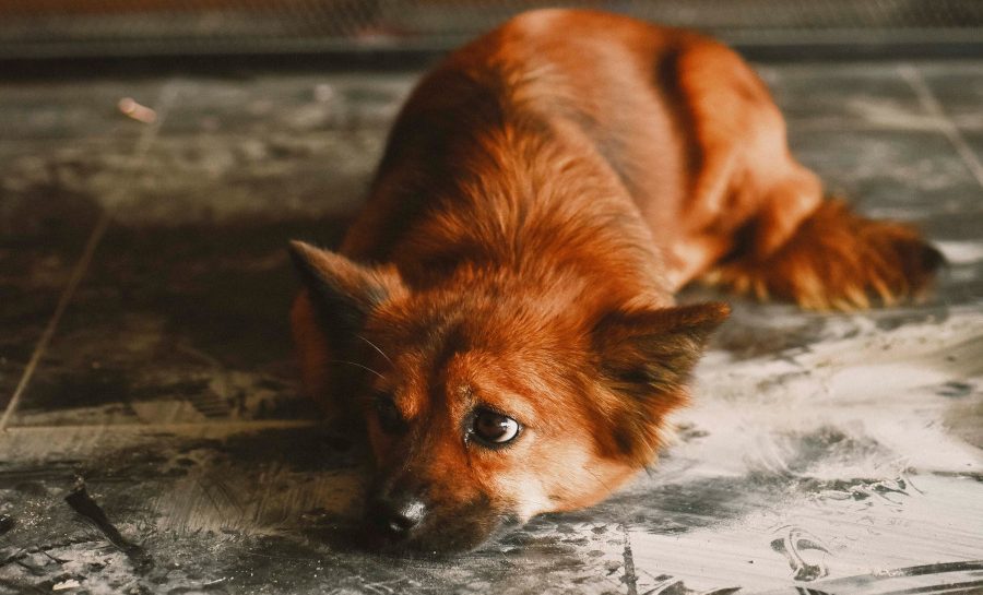 Symbolbild. Foto: pexels.com/Duong Quách