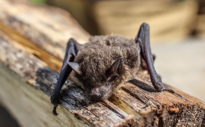 Foto: pexels.com/Peter Scott