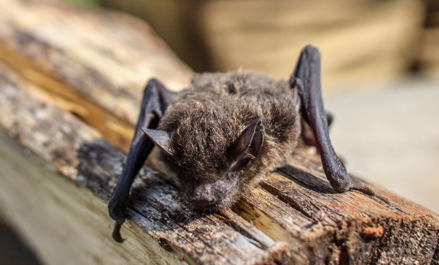 Foto: pexels.com/Peter Scott