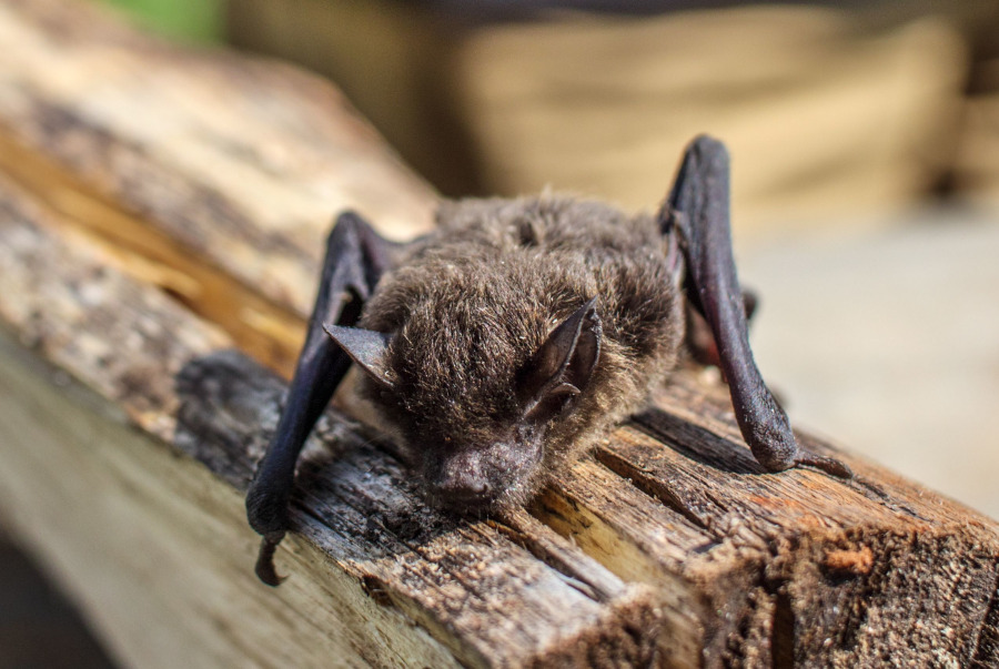 Foto: pexels.com/Peter Scott